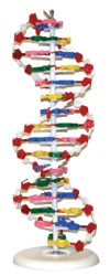 Cellular & DNA