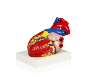 Heart Model, 3X Life Size - 3 Parts