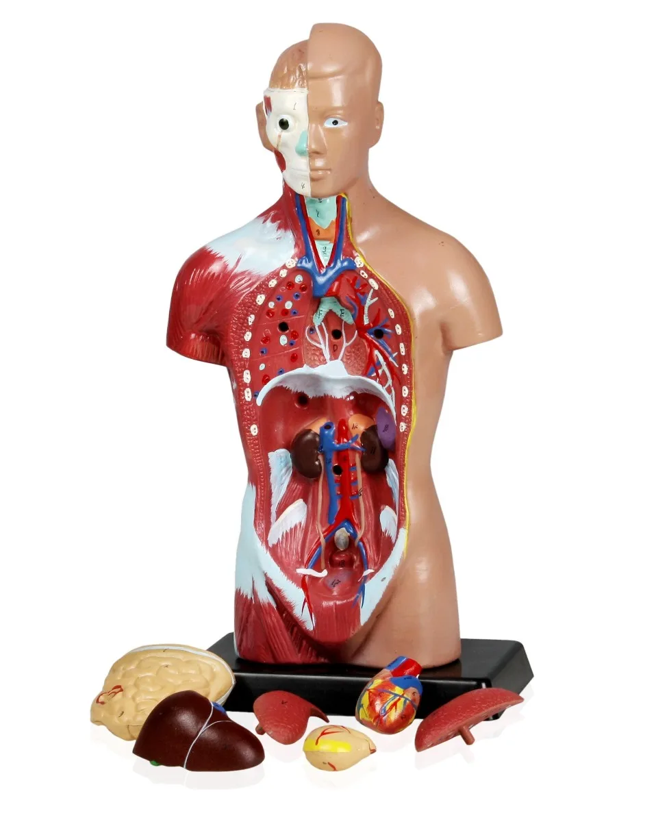 Set of Three Anatomy Models - Skeleton, Torso & Teeth - Image 3