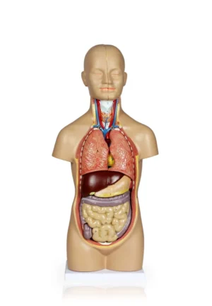 Sexless Human Torso - 50cm, 12 Parts