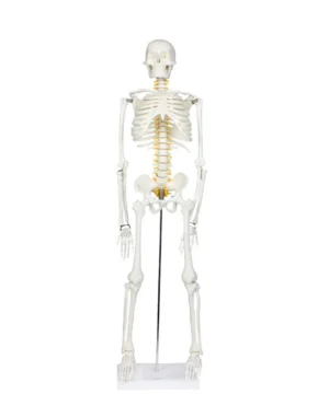 33" Half-Size Skeleton w/Nerve Endings