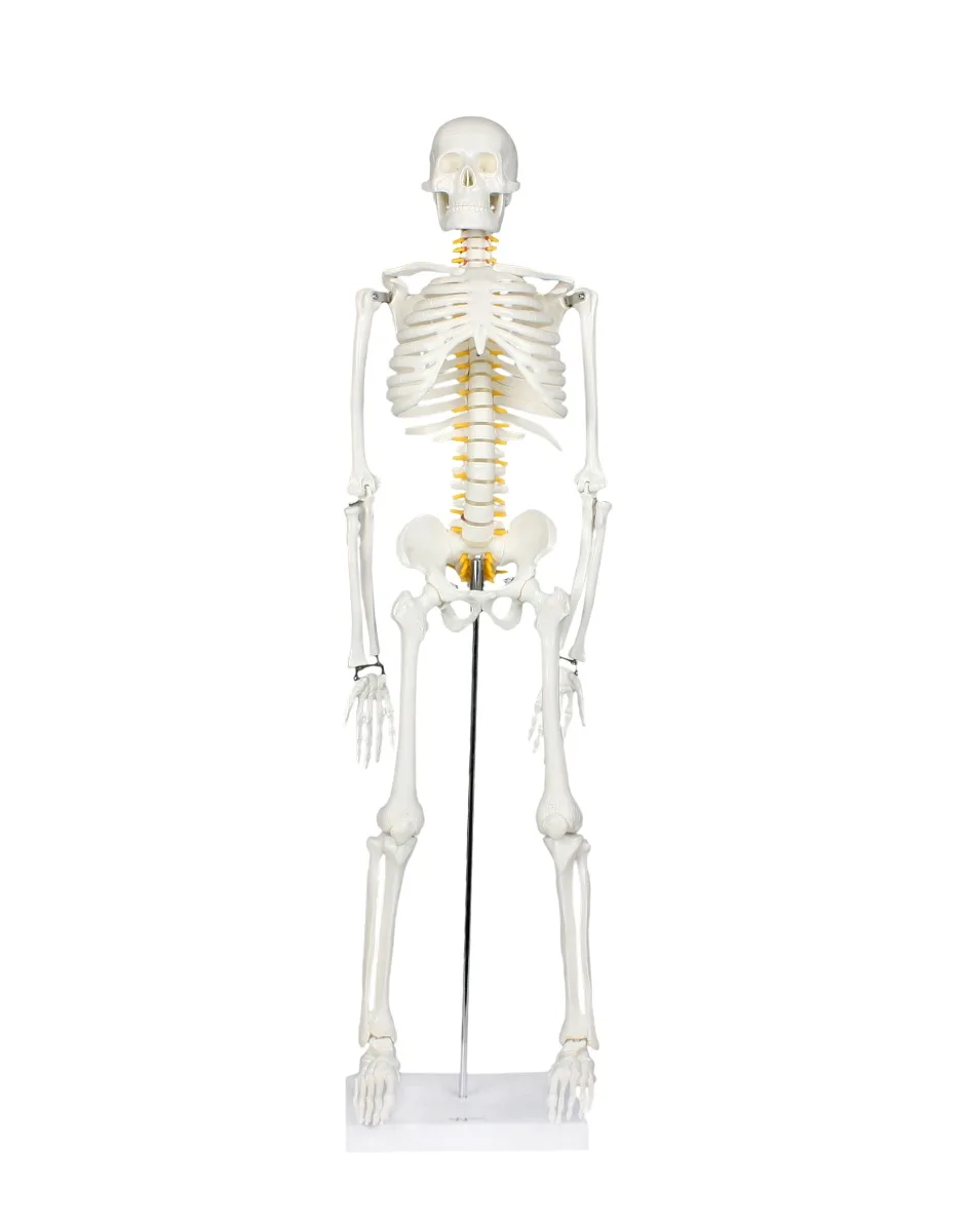 33" Half-Size Skeleton w/Nerve Endings
