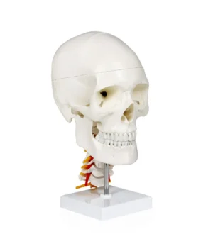 Human Skull with Cervical Spine
