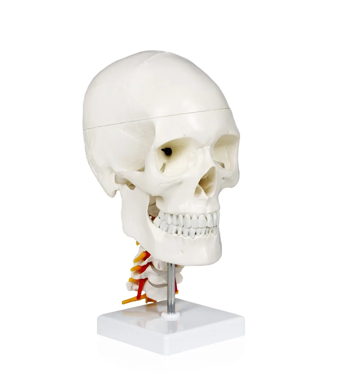 Human Skull with Cervical Spine