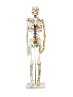 33" Half-Size Skeleton w/Nerves and Arteries