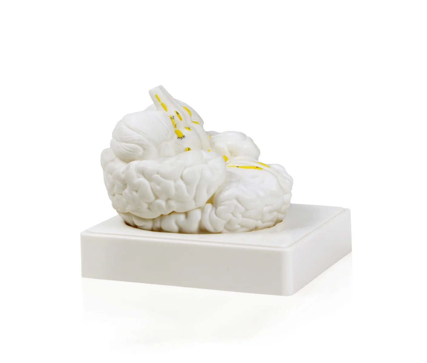 Set of Three Anatomy Models - Skeleton, Heart & Brain with Carrying Case - Image 4
