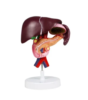 Liver Model, 5X Life-Size - 3 Parts