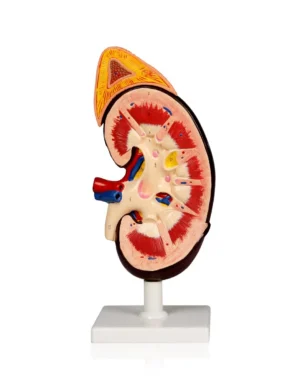 Kidney with Removable Adrenal Gland, 2X Life-Size - 2 Parts