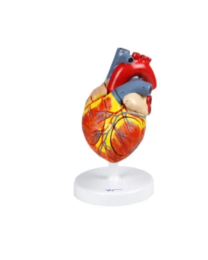 Heart Model, 2X Life-Size - 4 Parts