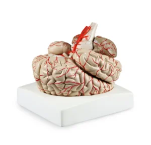 Deluxe Brain with Arteries, Life-Size - 9 Parts