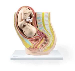 Pregnancy Pelvis with Mature Fetus, Life-Size - 2 Parts