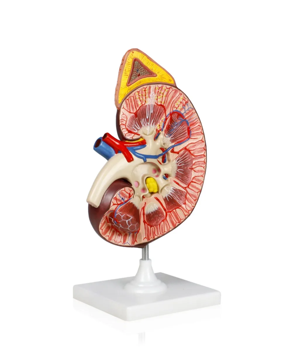 Kidney Model, 3X Life-Size