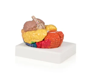 Regional Color-Coded Brain, Life-Size - 3 Parts
