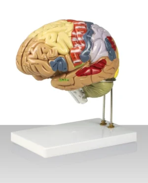 Color-Coded Human Brain, 2X Life-Size - 4 Parts
