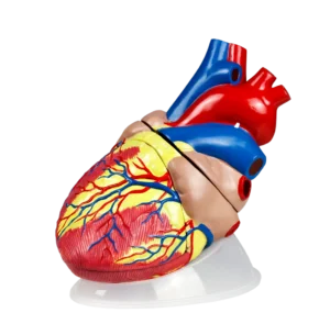 Jumbo Heart Model, 5X Life-Size - 3 Parts