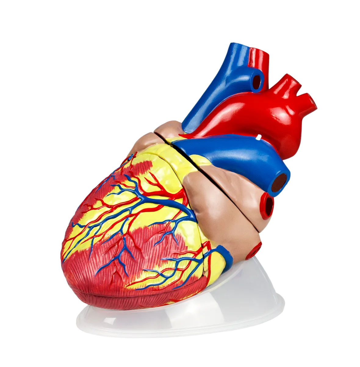 Jumbo Heart Model, 5X Life-Size - 3 Parts