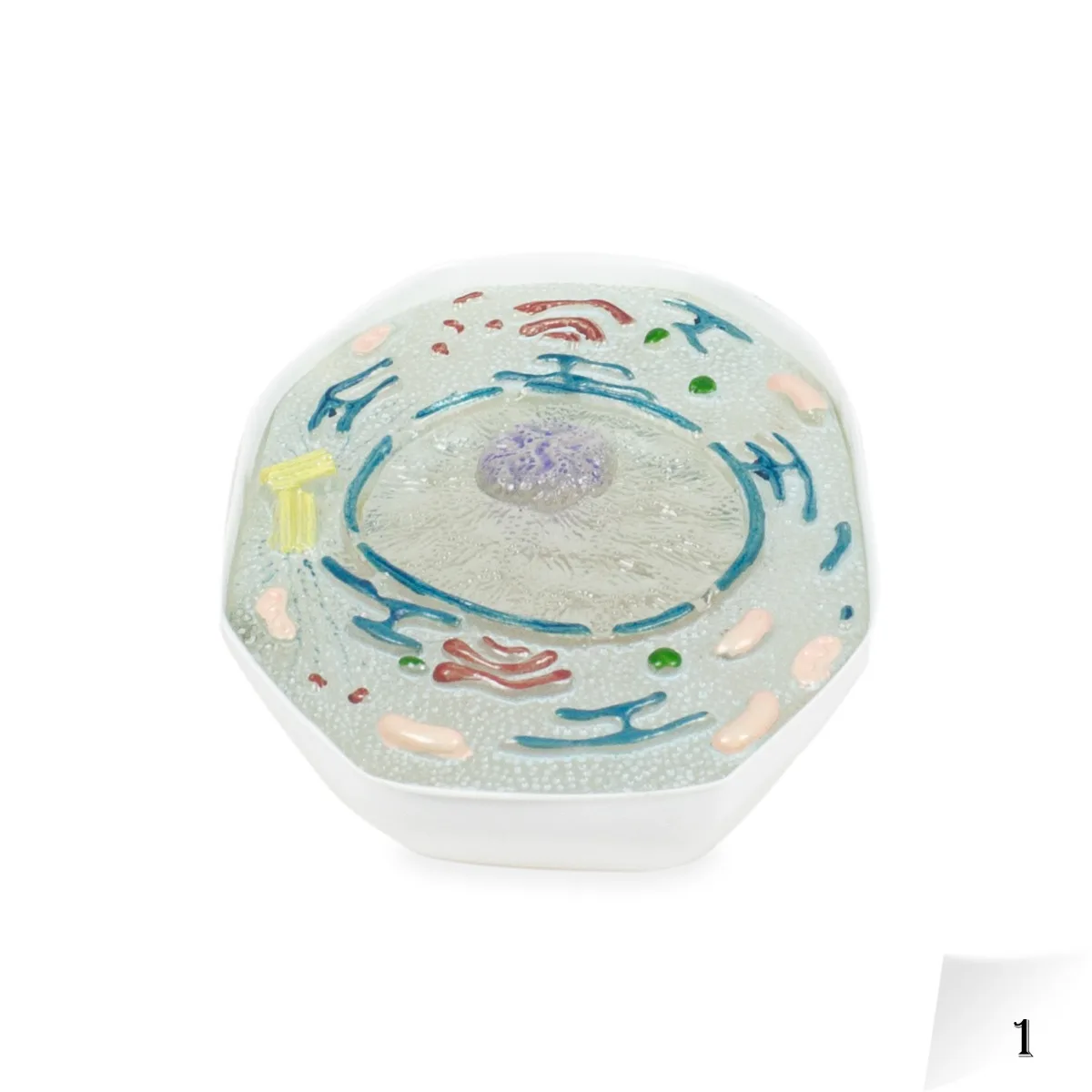 Animal Meiosis Model - 10 Pieces - Image 2