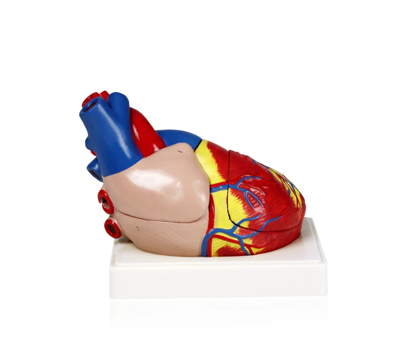 Heart Model, 3X Life Size - 3 Parts - Image 2