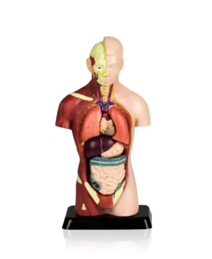 Sexless Human Torso - 25cm, 7 Parts