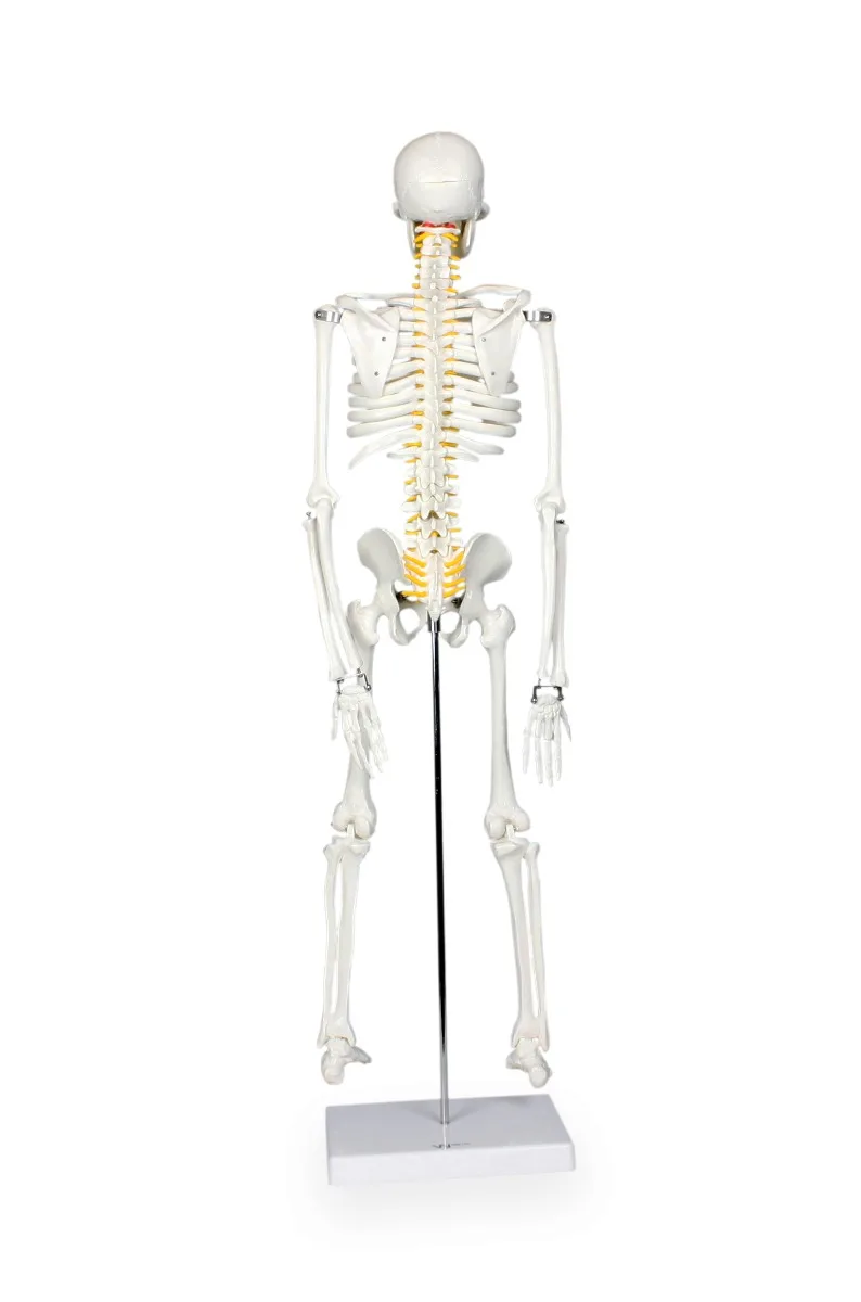 33" Half-Size Skeleton w/Nerve Endings - Image 2