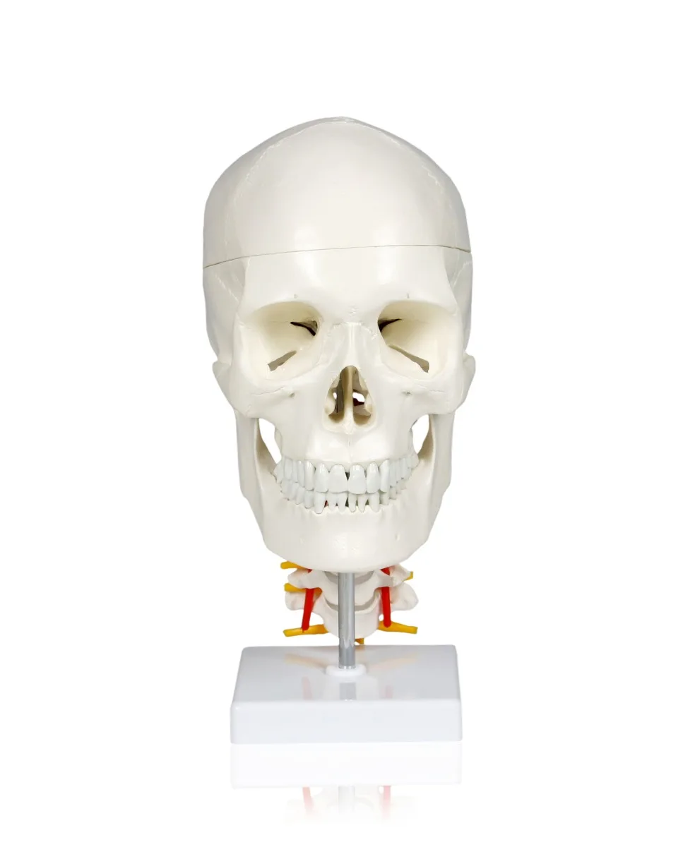 Human Skull with Cervical Spine - Image 2