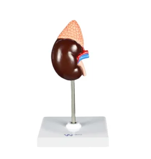 Kidney Model, Life-Size - 2 Parts