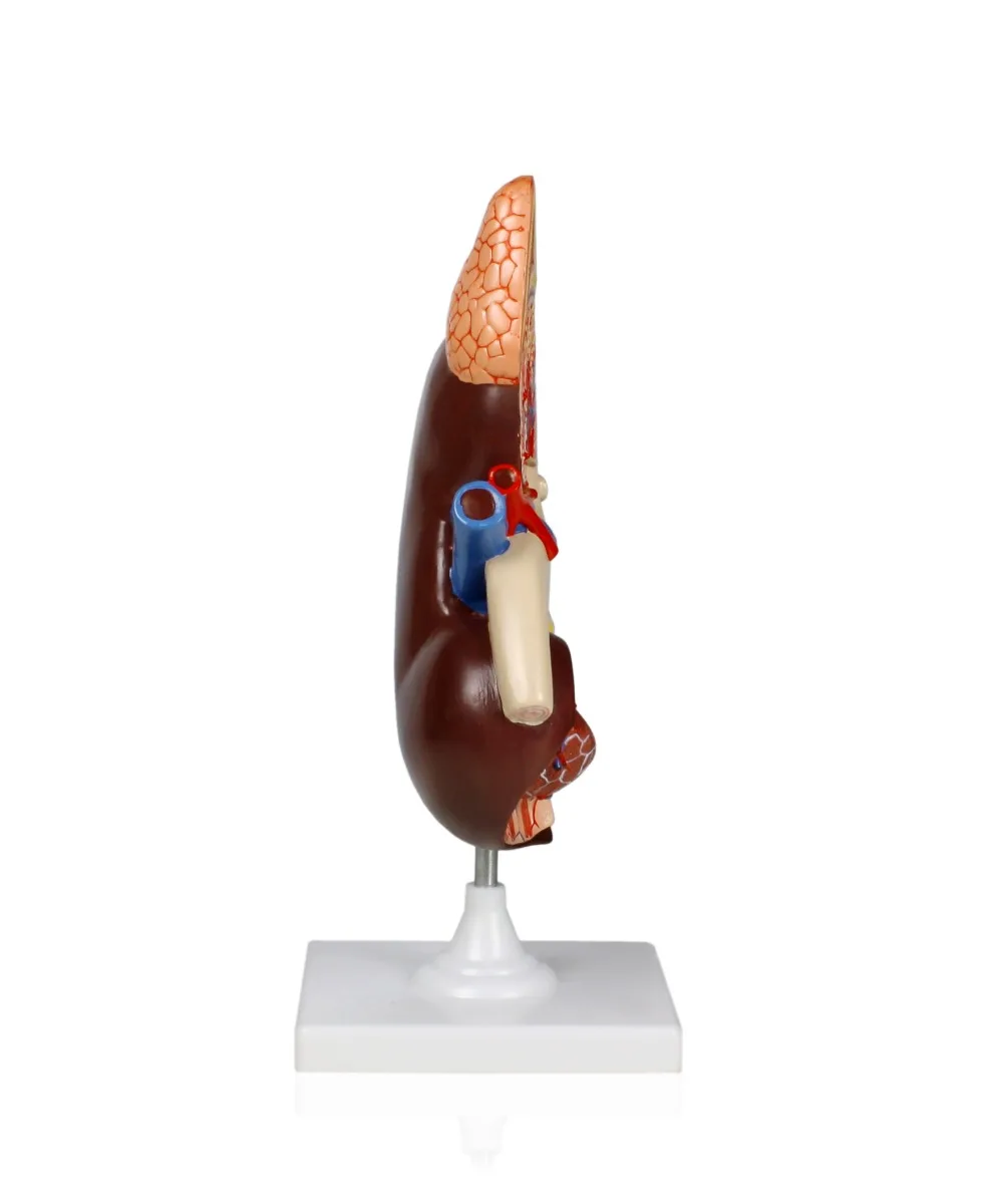 Kidney Model, 3X Life-Size - Image 2
