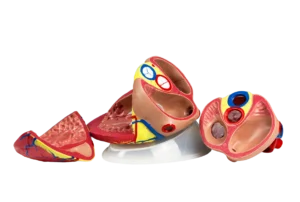 Centrifuges