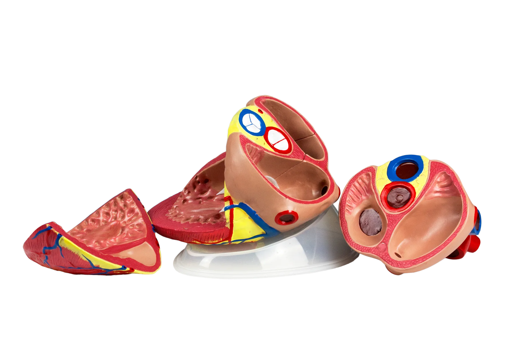 Jumbo Heart Model, 5X Life-Size - 3 Parts - Image 3