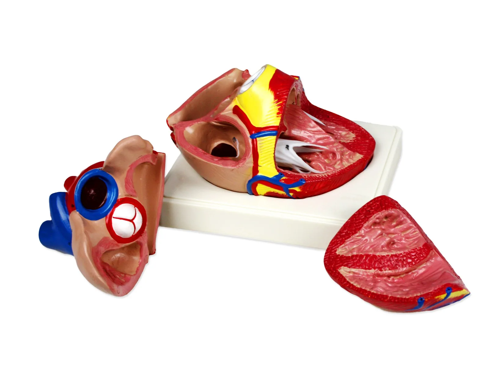 Heart Model, 3X Life Size - 3 Parts - Image 3