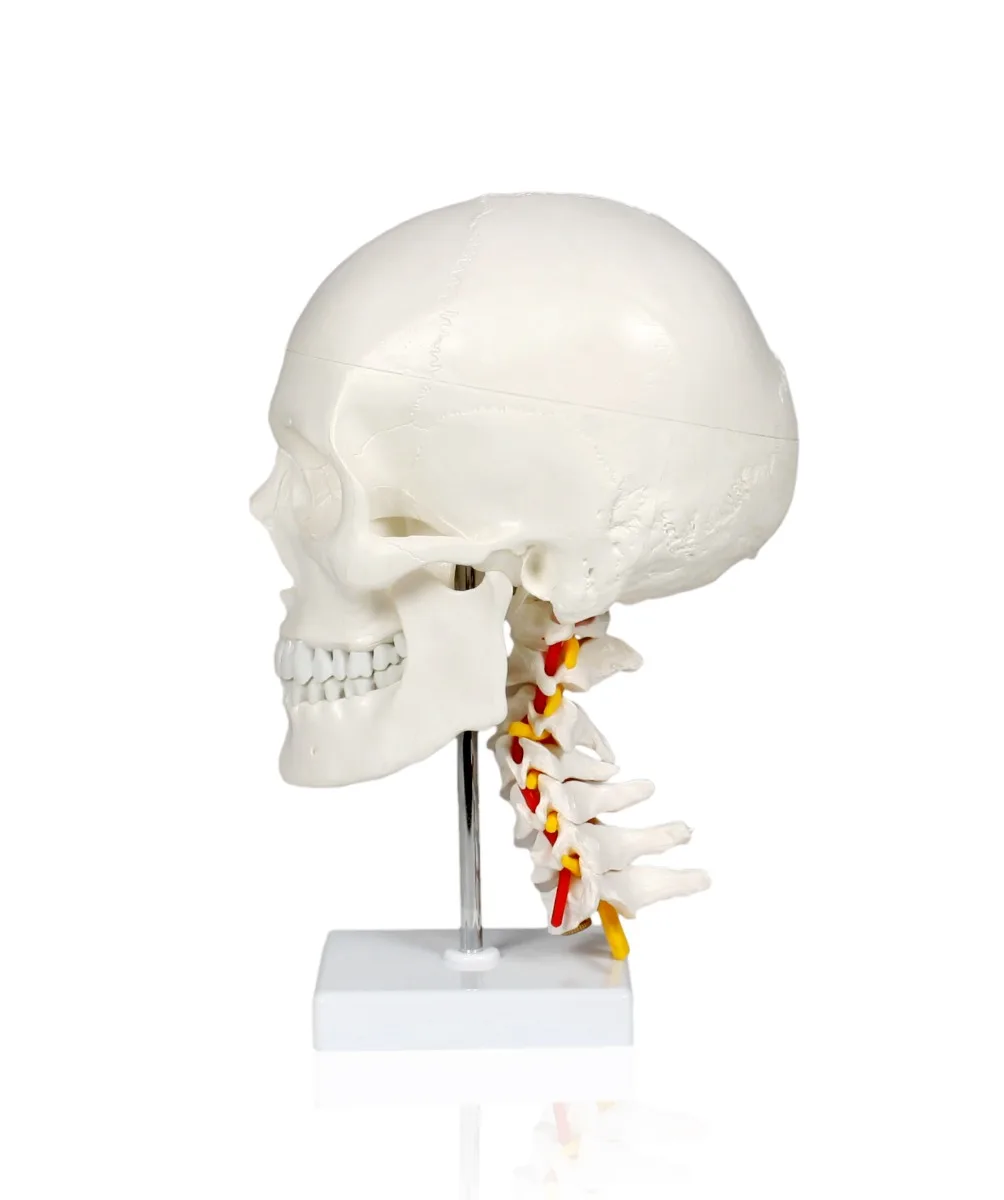 Human Skull with Cervical Spine - Image 3