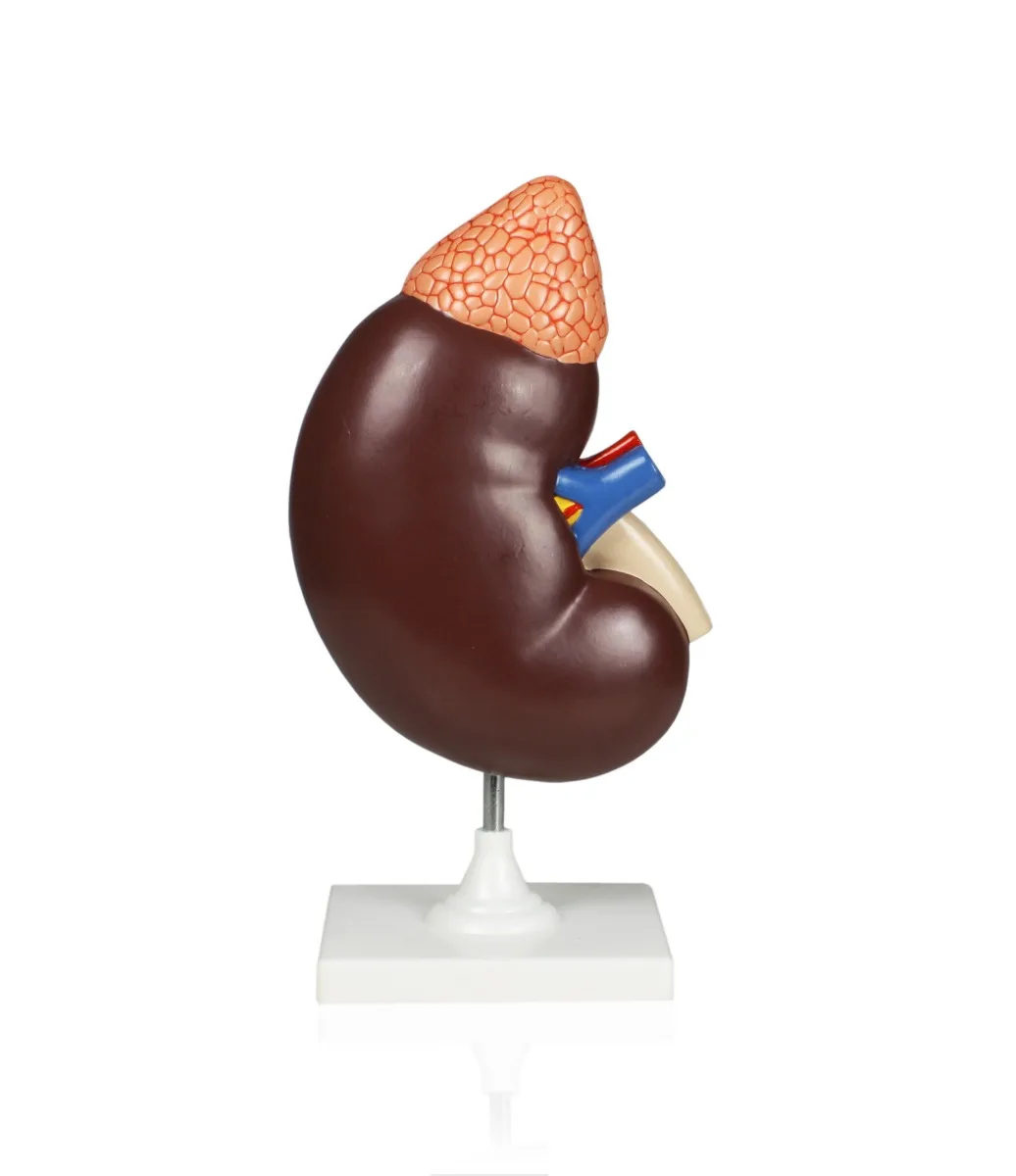 Kidney Model, 3X Life-Size - Image 3