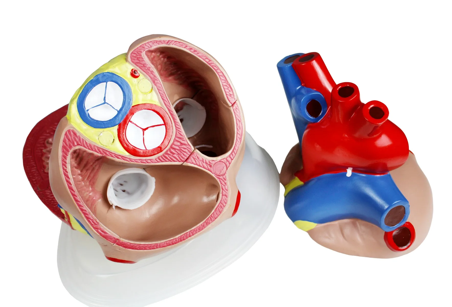 Jumbo Heart Model, 5X Life-Size - 3 Parts - Image 2