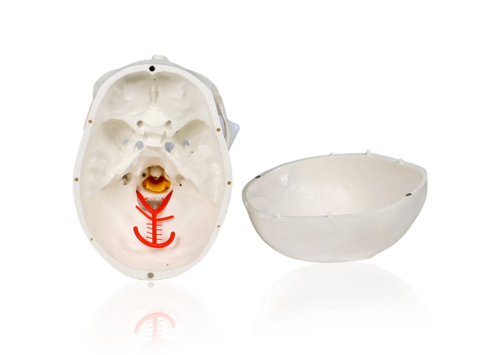 Human Skull with Cervical Spine - Image 5