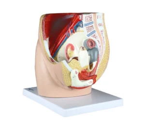 Female Pelvis, Life-Size - 3 Parts