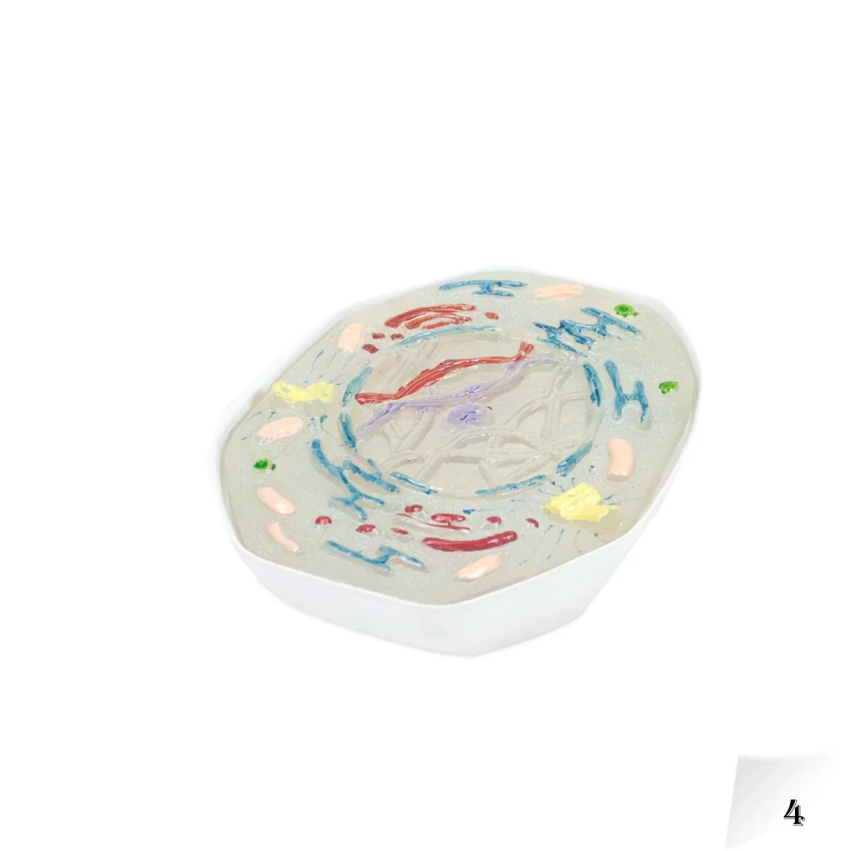 Animal Meiosis Model - 10 Pieces - Image 3