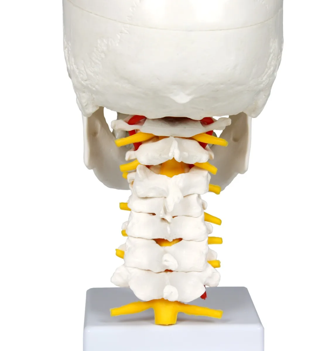 Human Skull with Cervical Spine - Image 4