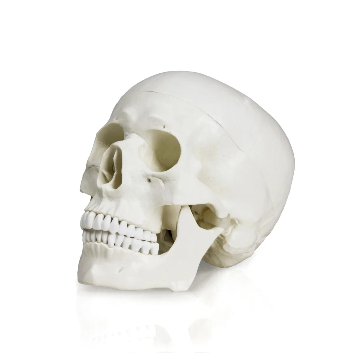 Set of Three Anatomy Models - Skull, Brain & Teeth with Carrying Case - Image 2