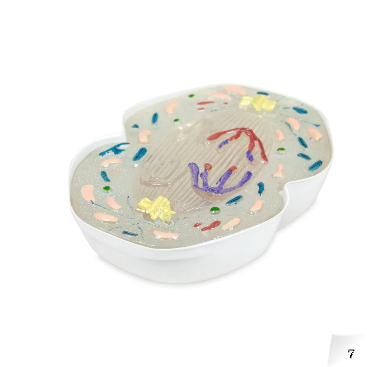 Animal Meiosis Model - 10 Pieces - Image 4
