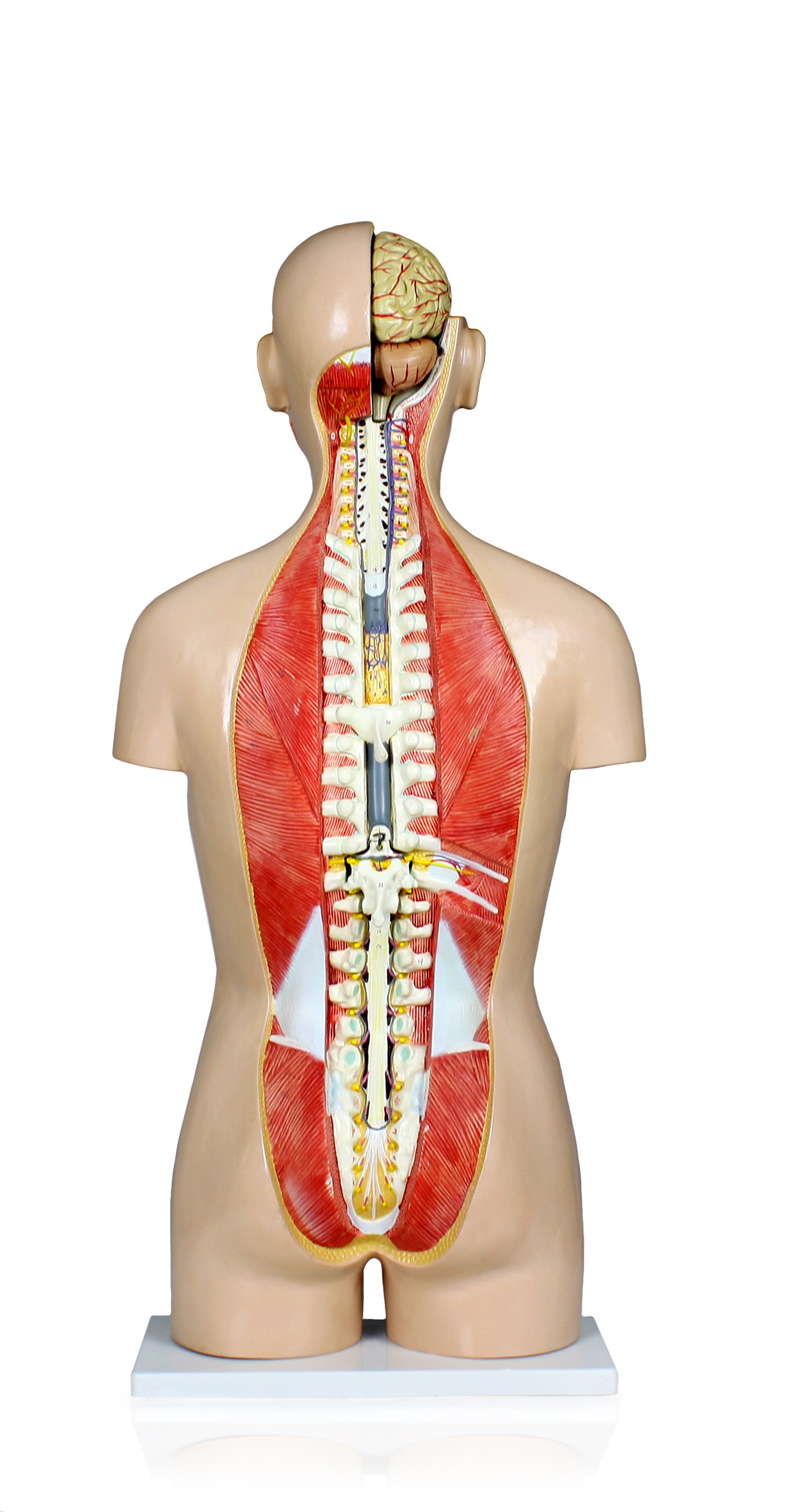 Life-Size Dual-Sex Human Torso with Open Back - 27 Parts - Image 2