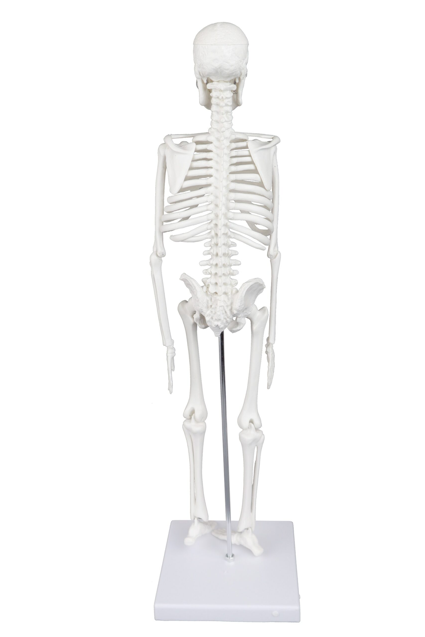 17" Desktop Skeleton - Image 2