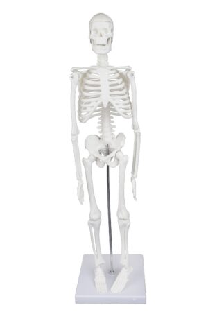 17" Desktop Skeleton