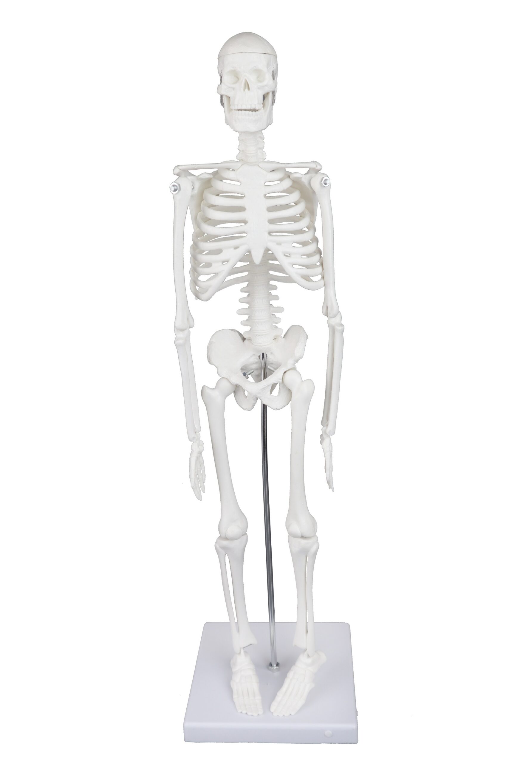 17" Desktop Skeleton