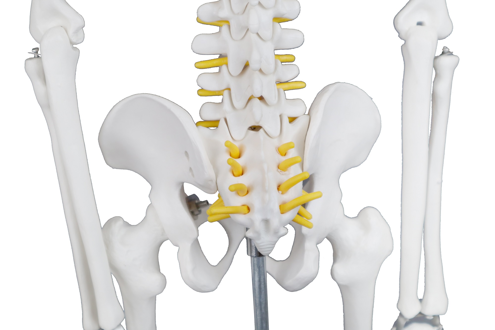 33" Half-Size Skeleton w/Nerve Endings - Image 3