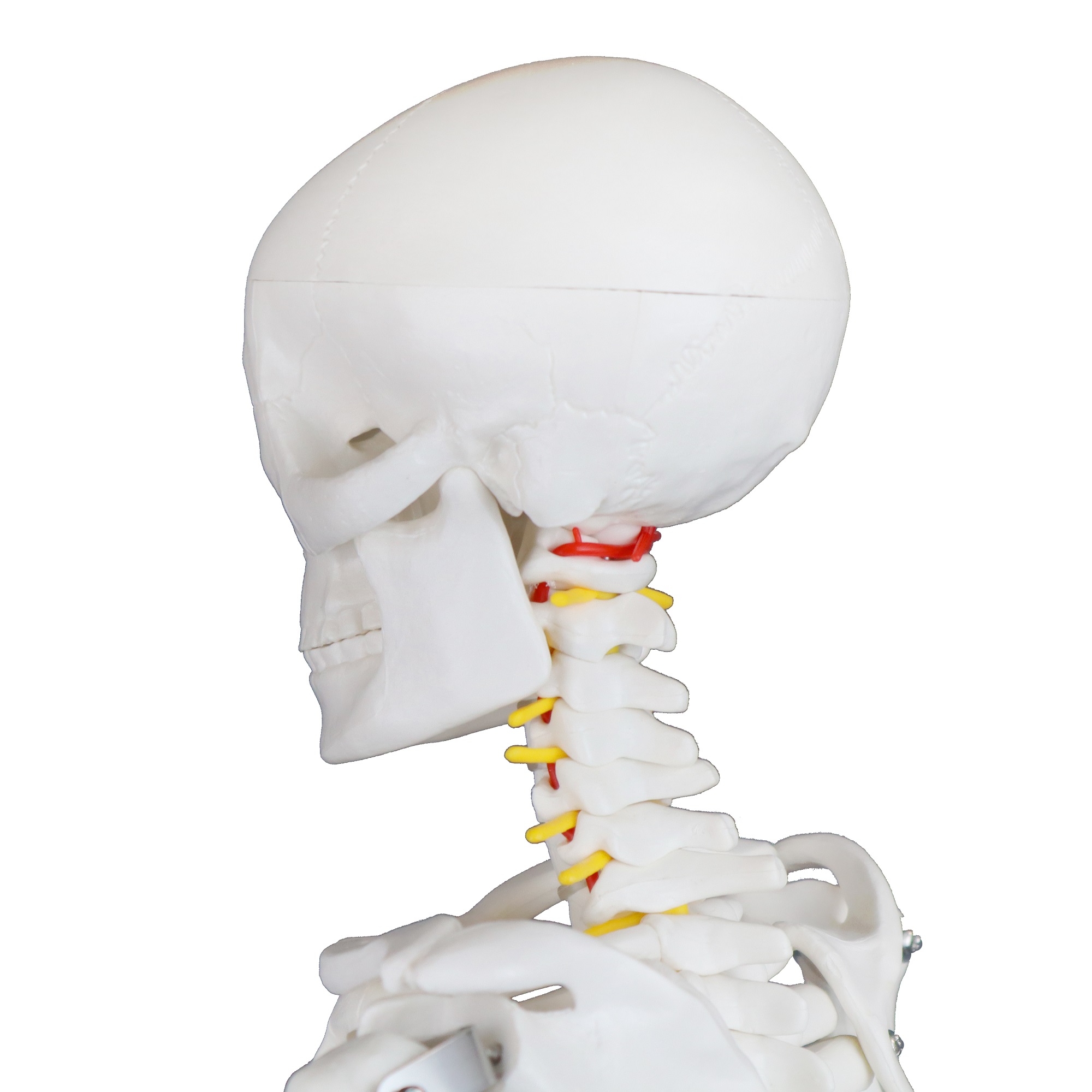 33" Half-Size Skeleton w/Nerve Endings - Image 4