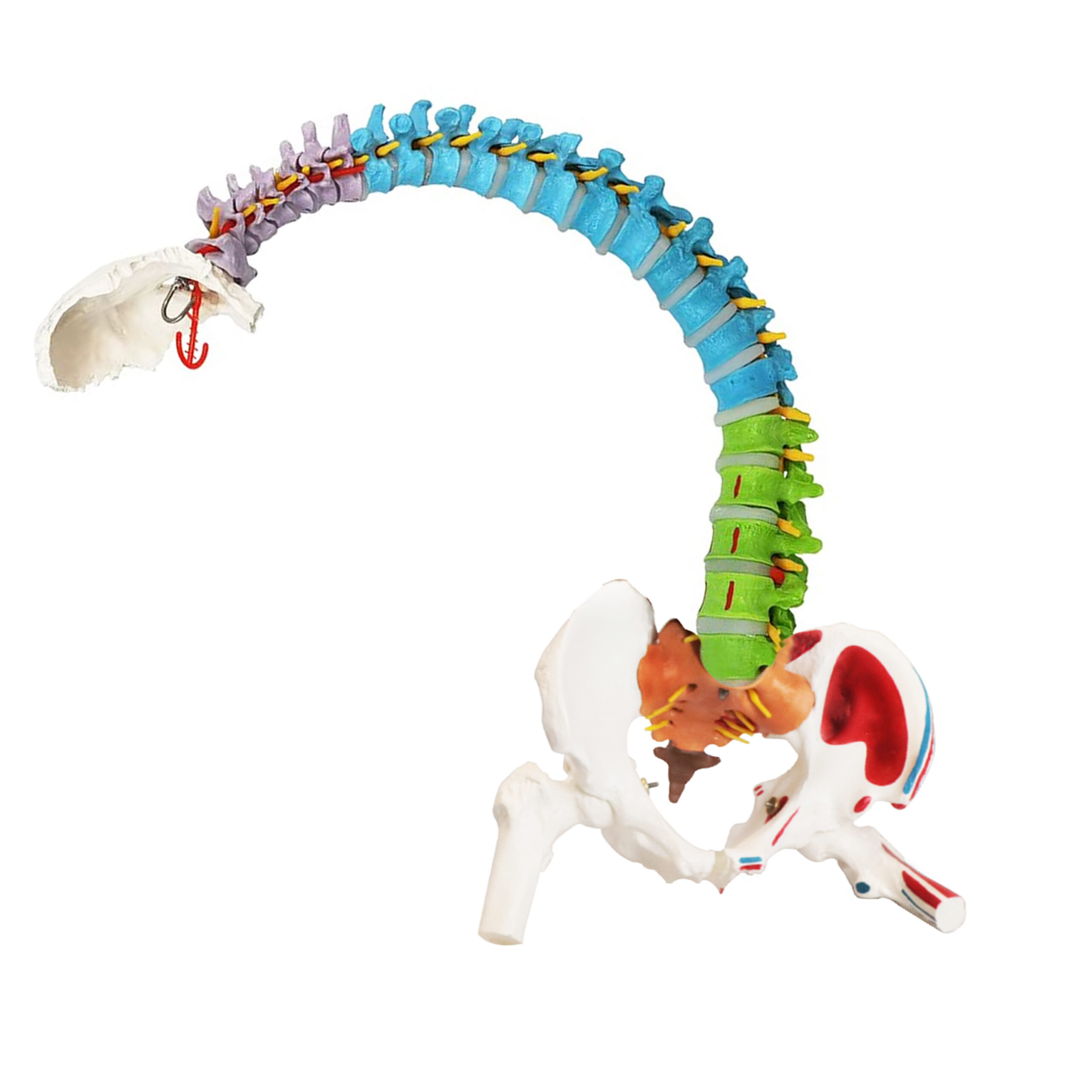 Life-Size Flexible Spinal Column with Color-Coded Regions and Muscles - Image 3