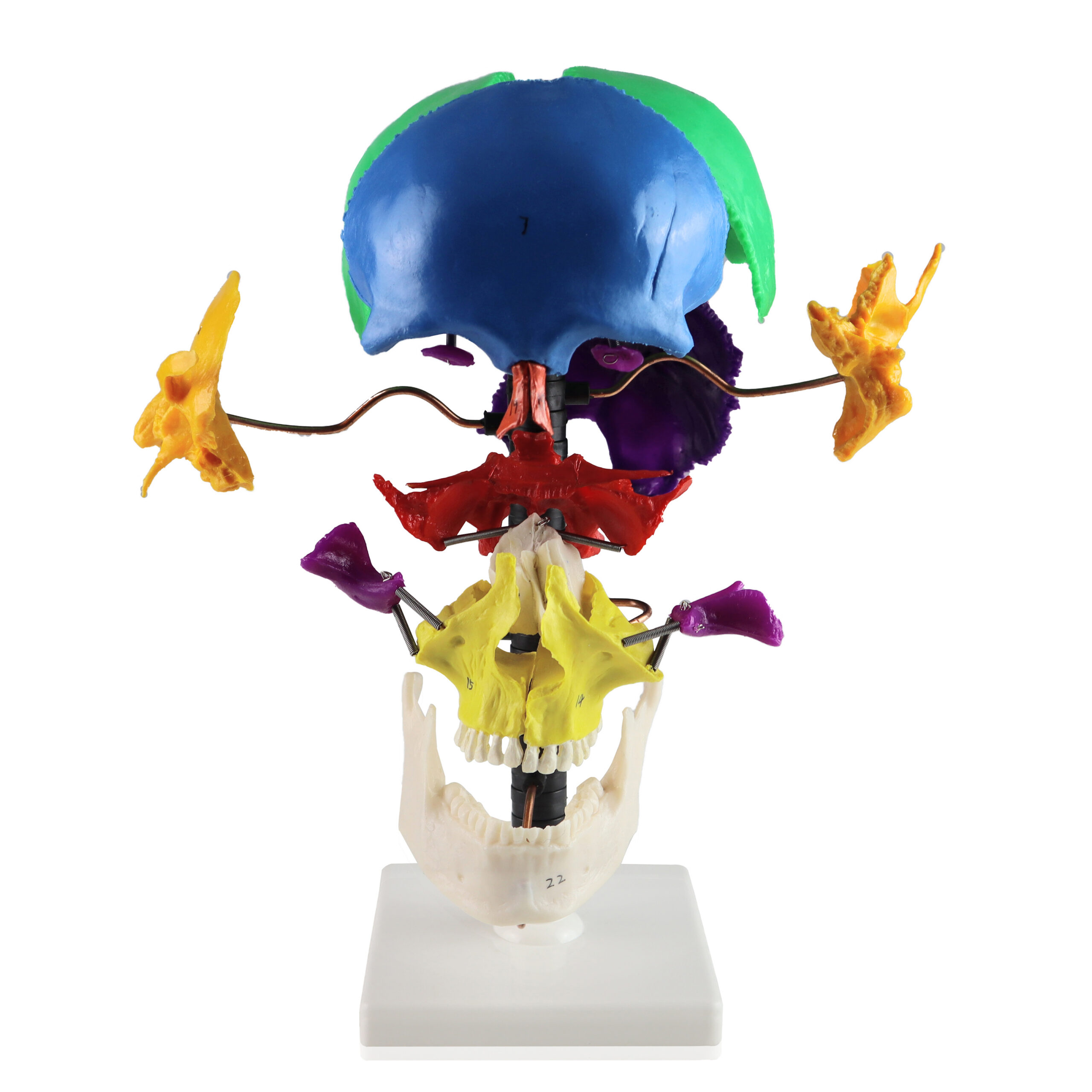 Multi-Color Beauchene Skull - Image 3