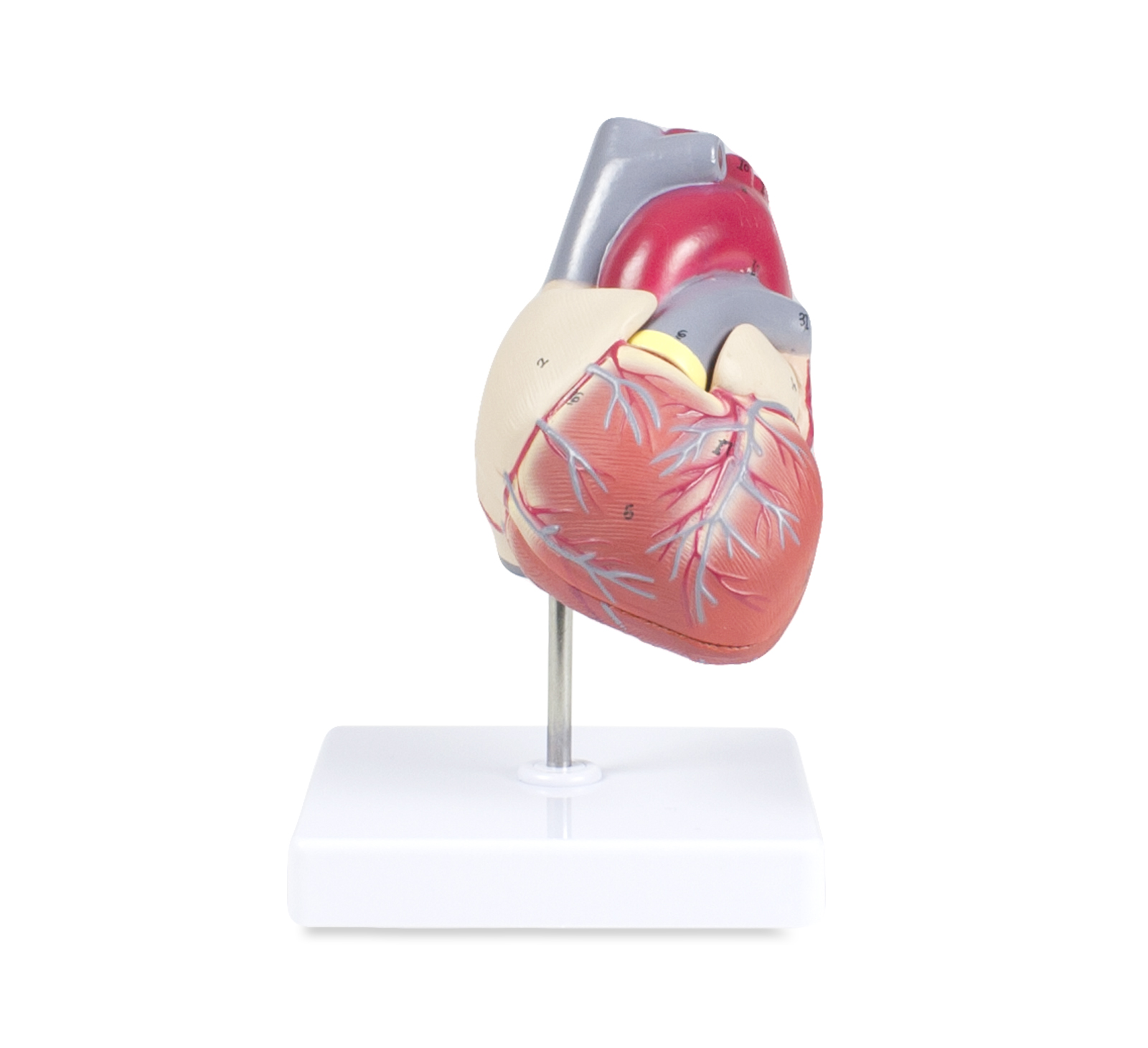 Heart Model, Life-Size - 2 Parts