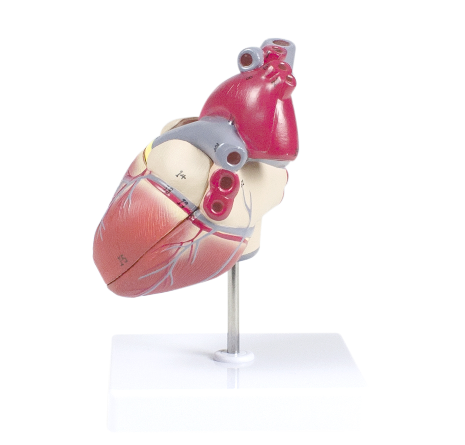 Heart Model, Life-Size - 2 Parts - Image 2