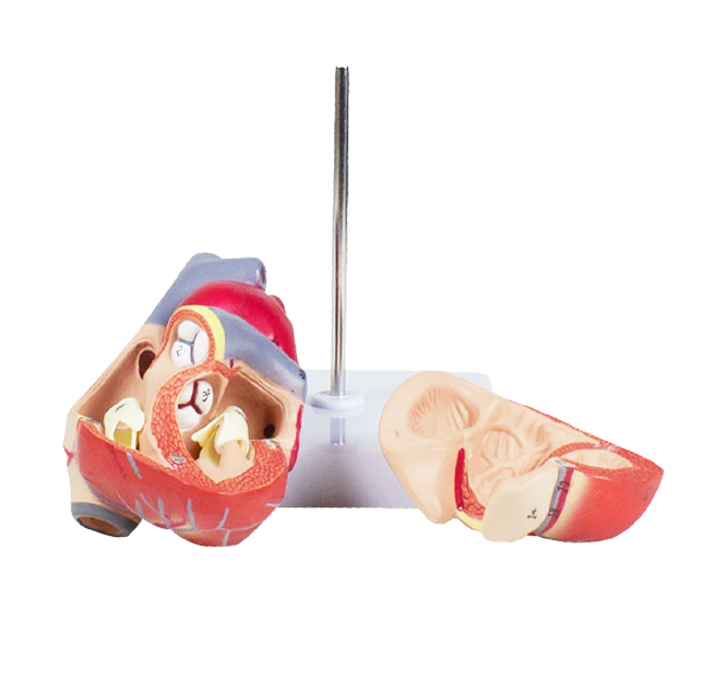 Heart Model, Life-Size - 2 Parts - Image 3